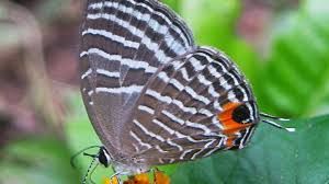 काजीरंगा राष्ट्रीय उद्यान में तितलियों की 446 प्रजातियां दर्ज की गईं