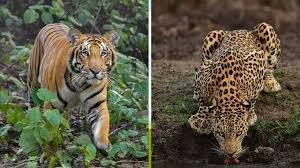 यूपी के टाइगर रिजर्व में बाघों का आकर्षण, पिलीभीत बना पर्यटकों की पहली पसंद