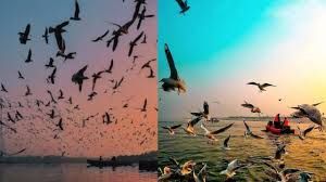 महाकुम्भ में एक और दो फरवरी को बर्ड फेस्टिवल का आयोजन