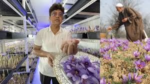 इंदौर के किसान ने अपने घर के कमरे में बिना मिट्टी के उगाया केसर इंदौर के किसान ने अपने घर के कमरे में बिना मिट्टी के उगाया केसर