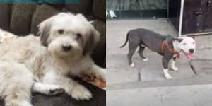 पन्ना बाघ अभ्यारण्य के बफर जोन में 1150 कुत्तों को सीडीवी का टीका लगाया जा रहा