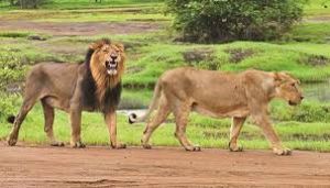 मप्र के वन विहार राष्ट्रीय उद्यान को दो बाघों के बदले गुजरात से दो शेर मिले