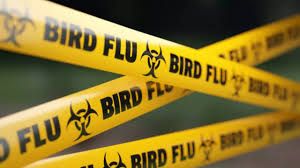 कौवों की मौत बर्ड फ्लू से होने की पुष्टि हुई, प्रशासन ने एहतियाती कदम उठाए कौवों की मौत बर्ड फ्लू से होने की पुष्टि हुई, प्रशासन ने एहतियाती कदम उठाए