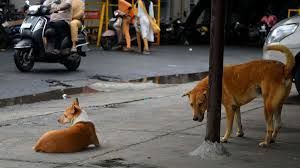 भारत में पशुओं के काटने के हर चार में से तीन मामले कुत्तों से जुड़े: लैंसेट