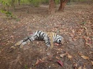 बांधवगढ़ में बाघ शावक मृत पाया गया