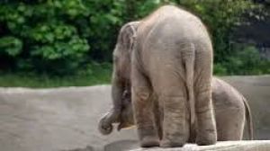 टक्कर रोधी उपकरण के परीक्षण के दौरान हाथी के पैरों तले कुचलकर व्यक्ति की मौत