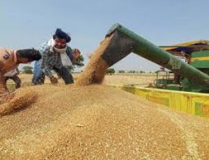 रबी सत्र में गेहूं का उत्पादन रिकॉर्ड 1,154.30 लाख टन रहने का अनुमान