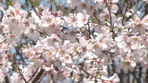 जम्मू-कश्मीर : बादाम के फूलों से गुलजार बादामवारी गार्डन पर्यटकों के लिए बना आकर्षण का केंद्र जम्मू-कश्मीर : बादाम के फूलों से गुलजार बादामवारी गार्डन पर्यटकों के लिए बना आकर्षण का केंद्र