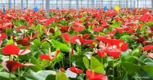 मिजोरम से एंथुरियम फूलों का सिंगापुर को पहला निर्यात, भारत की पुष्प-कृषि क्षमता को बढ़ावा मिजोरम से एंथुरियम फूलों का सिंगापुर को पहला निर्यात, भारत की पुष्प-कृषि क्षमता को बढ़ावा