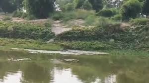 पुनर्जीवित की जाएगी भैंसी नदी पुनर्जीवित की जाएगी भैंसी नदी