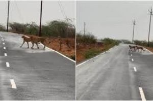 कुनो राष्ट्रीय उद्यान के पांच चीते पहुंचे मुरैना, वीडियो वायरल कुनो राष्ट्रीय उद्यान के पांच चीते पहुंचे मुरैना, वीडियो वायरल