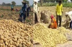 आगरा में खुलेगा अंतरराष्ट्रीय आलू केंद्र, केंद्रीय मंत्रिमंडल ने दी मंजूरी