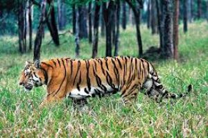 ओडिशा का सिमिलिपाल बाघ संरक्षित क्षेत्र एक जुलाई से पर्यटकों के लिए बंद रहेगा: अधिकारी ओडिशा का सिमिलिपाल बाघ संरक्षित क्षेत्र एक जुलाई से पर्यटकों के लिए बंद रहेगा: अधिकारी