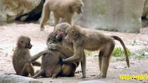  गुंडलूपेट में 20 से अधिक बंदर मृत पाए गये