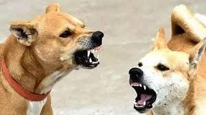 आवारा कुत्तों के हमले में 70 घंटे में 15 से अधिक लोग जख्मी आवारा कुत्तों के हमले में 70 घंटे में 15 से अधिक लोग जख्मी