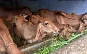 हर मंडल में बनेगी 'आदर्श गोशाला' हर मंडल में बनेगी 'आदर्श गोशाला'