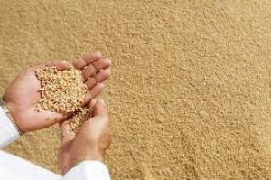  गेहूं की खुले बाजार में बिक्री की कोई जरूरत नहीं, आपूर्ति पर्याप्त व कीमतें स्थिर हैं: खाद्य सचिव