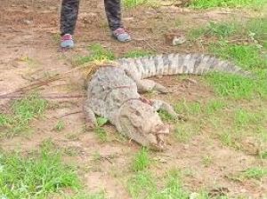 गांव में घुसा छह फुट से अधिक लंबा मगरमच्छ, पकड़कर जंगल में छोड़ा गया गांव में घुसा छह फुट से अधिक लंबा मगरमच्छ, पकड़कर जंगल में छोड़ा गया