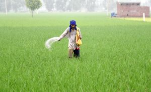  अच्छे मानसून से खरीफ बुआई क्षेत्र में 38.48 लाख हेक्टेयर की बढ़ोतरी; धान, मोटे अनाज और गन्ने में भी वृद्धि