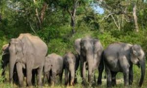 विश्व हाथी दिवस पर सरकार कोयंबटूर में मानव-हाथी संघर्ष पर कार्यशाला आयोजित करेगी