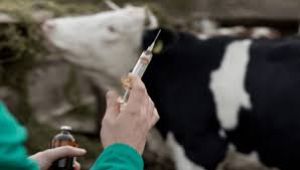  भारत ने पशु रक्त बैंकों के लिए पहले राष्ट्रीय दिशानिर्देश जारी किए