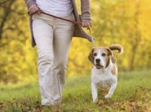  पालिका पालतू जानवरों के लिए बनाएगी तीन शवदाह गृह