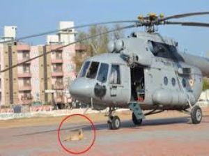  भारतीय कुत्तों को पहली बार हेलीकॉप्टर से नीचे उतरने और रिवर राफ्टिंग के लिए प्रशिक्षित किया जा रहा