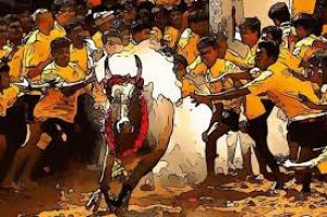  बैलों को काबू करने के खेल के दौरान अलग-अलग घटनाओं में चार लोगों की मौत