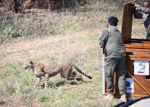 बोत्सवाना ने &lsquo;प्रोजेक्ट चीता&rsquo; के तहत भारत को सौंपे 8 चीते