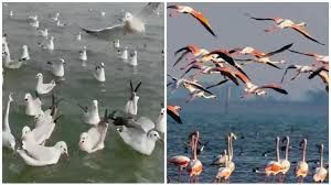 झारखंड के जलाशयों में प्रवासी पक्षियों का आगमन शुरू झारखंड के जलाशयों में प्रवासी पक्षियों का आगमन शुरू