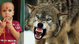 बच्चे को घर से उठा ले गया भेड़िया, तलाश जारी बच्चे को घर से उठा ले गया भेड़िया, तलाश जारी