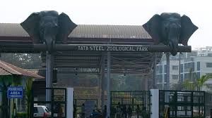 'जीवाणु संक्रमण' से 10 काले हिरणों की मौत 'जीवाणु संक्रमण' से 10 काले हिरणों की मौत