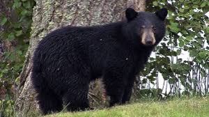 गंगटोक में देखा गया हिमालयी काला भालू, अलर्ट जारी गंगटोक में देखा गया हिमालयी काला भालू, अलर्ट जारी