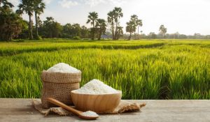 चीन को पीछे छोड़कर विश्व का सबसे बड़ा धान उत्पादक देश बना भारत: कृषि मंत्री चीन को पीछे छोड़कर विश्व का सबसे बड़ा धान उत्पादक देश बना भारत: कृषि मंत्री