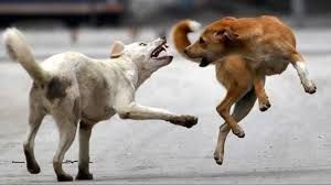 सुप्रीम कोर्ट का बड़ा फैसला, कहा- कुत्तों के काटने पर मुआवजा देना होगा, डॉग लवर्स की जिम्मेदारी होगी तय