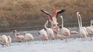 हीराकुड जलाशय में 4.21 लाख प्रवासी पक्षी पहुंचे