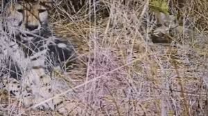 कूनो राष्ट्रीय उद्यान में पांच शावकों का जन्म, भारत में चीतों की संख्या 35 हुई