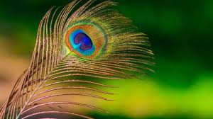 वास्तु और ज्योतिष में मोरपंख का उपयोग वास्तु और ज्योतिष में मोरपंख का उपयोग
