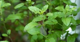 वास्तु के ये खास उपाय बदल देंगे आपका जीवन, हर काम में मिलने लगेगी सफलता वास्तु के ये खास उपाय बदल देंगे आपका जीवन, हर काम में मिलने लगेगी सफलता