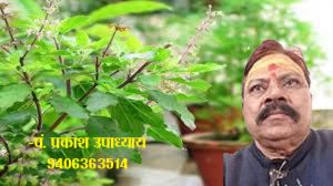 तुलसी का पौधा लगाने का क्या वास्तु नियम 