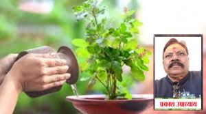 तुलसी विवाह के दिन इन नियमों का करें पालन, शादी में नहीं आएंगी बाधाएं!