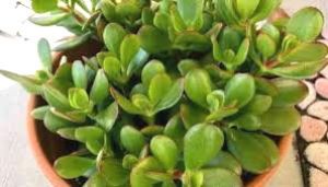 घर में सुख-समृद्धि के लिए ये प्लांट 