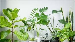 घर के लिए लकी माने जाते हैं ये 5 पौधे