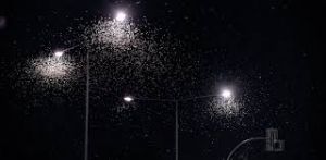 जब आप सोते हैं तो ये कीड़े कड़ी मेहनत कर पर्यावरण को स्वस्थ बनाये रखने में करते हैं मदद