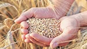 4.2 लाख से अधिक किसानों ने 2025-26 सत्र के लिए खरीद केंद्रों पर पंजीकरण कराया