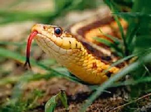  दुनिया का इकलौता सांप, बिना नर के पैदा कर लेता है बच्चे