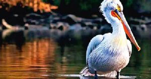  माथे पर &lsquo;पीला तिलक&rsquo;, चोंच में भर लेता है 11 लीटर पानी.... इस देसी पक्षी की खूबियां जानकर रह जाएंगे दंग