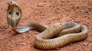  ये है सबसे इंटेलिजेंट सांप...!