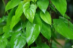  रॉकेट की तरह बढ़ेगी पान की बेल, बस पौधे में डालें ये चीज, खूब घना हो जायेगा पौधा 