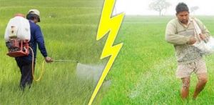  धान की अधिक पैदावार के लिए किसान उर्वरकों के साथ लिक्विड नैनो यूरिया का करें उपयोग